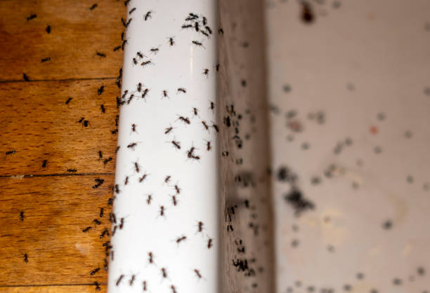 Best Commercial Pest Control Services  in Morro Bay, CA