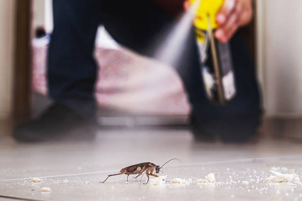 Best Termite Control Services  in Morro Bay, CA