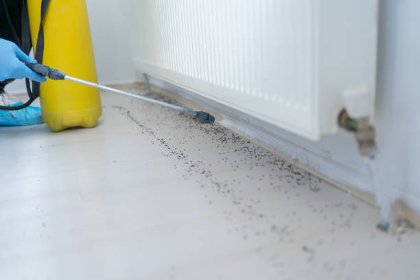 Best Ant Control Services  in Morro Bay, CA